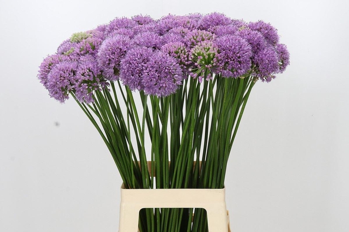 <h4>ALLIUM SENESCENS ALLIUM SENESCENS</h4>