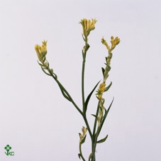 ANIGOZ BUSH GOLD