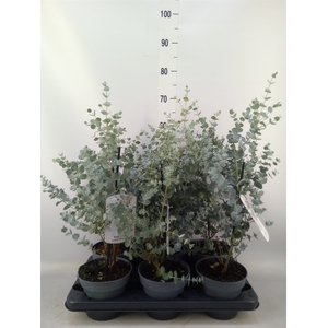 Eucalyptus gunnii 'Blue Ice'