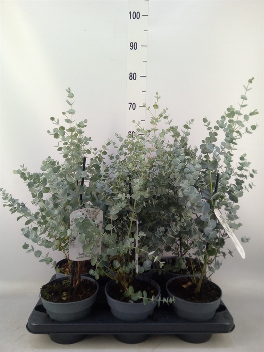 <h4>Eucalyptus gunnii 'Blue Ice'</h4>
