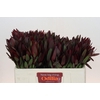 Leucadendron Saf Sunset Dark R.