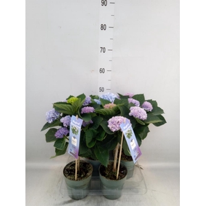 Hydrangea mac. 'Magical Revolution'