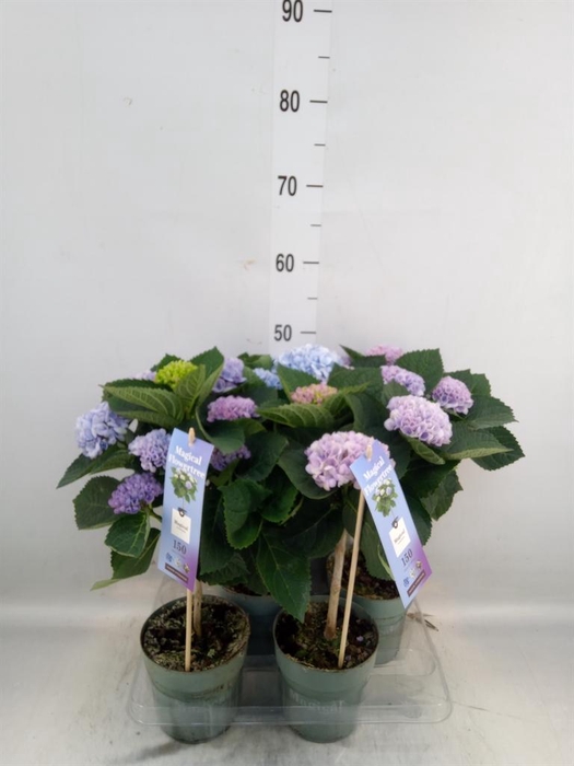 <h4>Hydrangea mac. 'Magical Revolution'</h4>