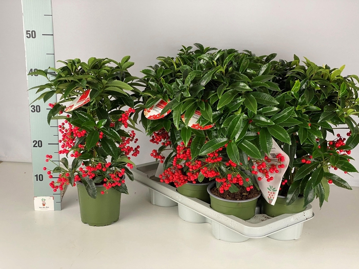 <h4>ARDIS CR BOS PR</h4>