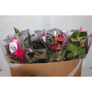 ANTHURIUM VARIADO P15