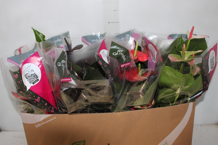 <h4>ANTHURIUM VARIADO P15</h4>