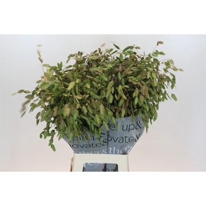 Chasmanthium Green