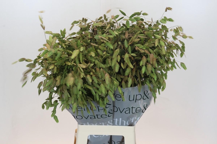 <h4>Chasmanthium Green</h4>