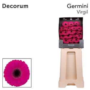 Germini Virgil Diamond