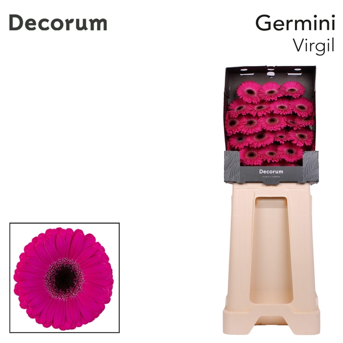 <h4>Germini Virgil Diamond</h4>