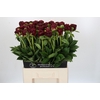 Paeonia Old Faithful
