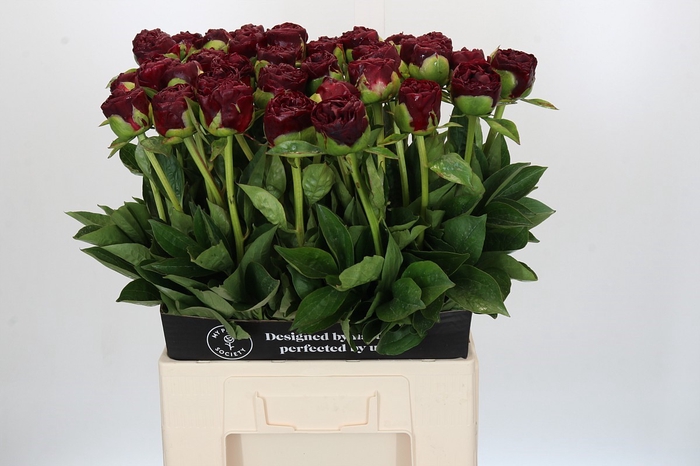 Paeonia Old Faithful