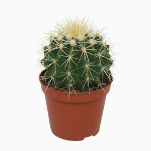 Echinocactus grusonii