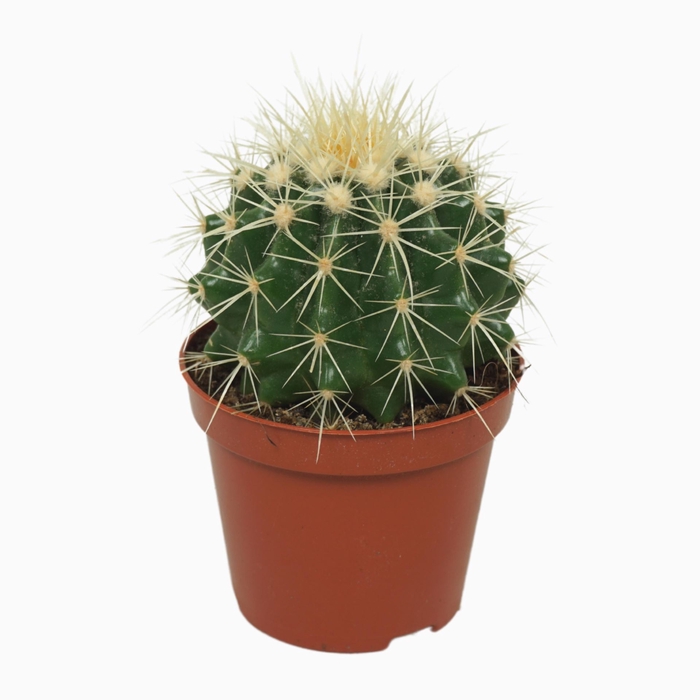 <h4>Echinocactus grusonii</h4>