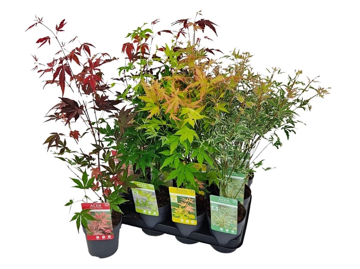 <h4>ACER PALMATUM</h4>