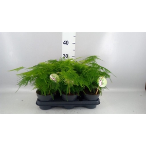 Asparagus setaceus