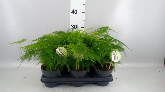 <h4>Asparagus setaceus</h4>