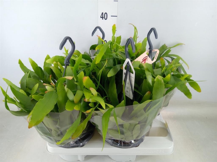 <h4>Rhipsalis ...</h4>