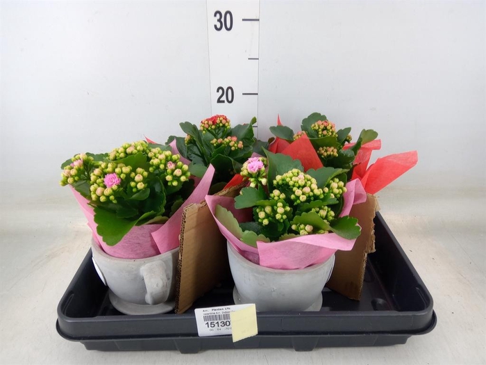 <h4>Arr. Planten L%</h4>