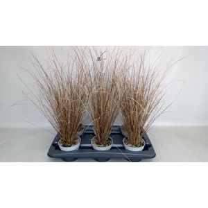 Carex buchananii 'Red Rooster'