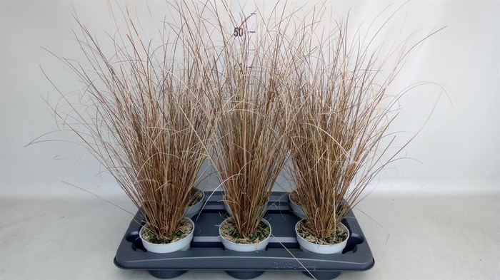 <h4>Carex buchananii 'Red Rooster'</h4>