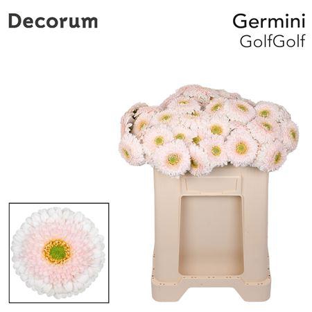 <h4>GE MI POM GOLFGOLF</h4>