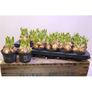 arr8 Narc O Tete A Tete