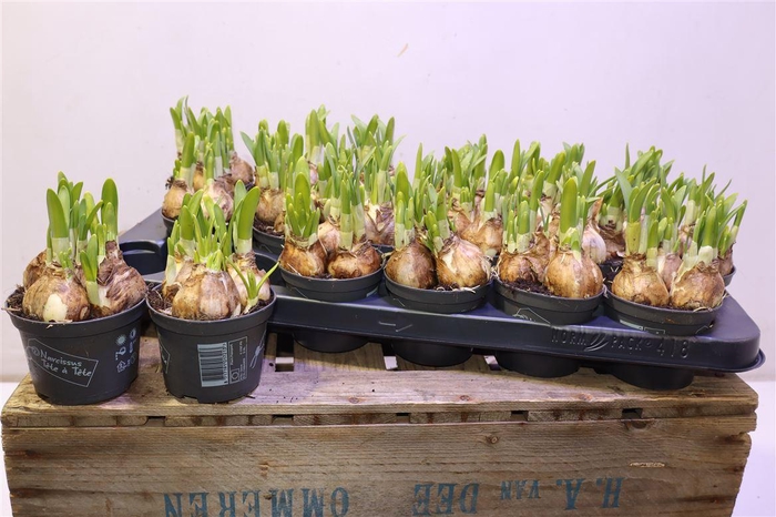 <h4>arr8 Narc O Tete A Tete</h4>