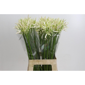 Nerine White Charm