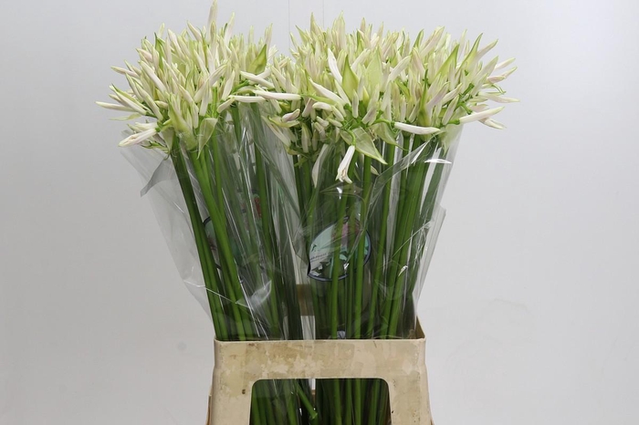 <h4>Nerine White Charm</h4>