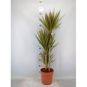 Dracaena marg. 'Bicolor'