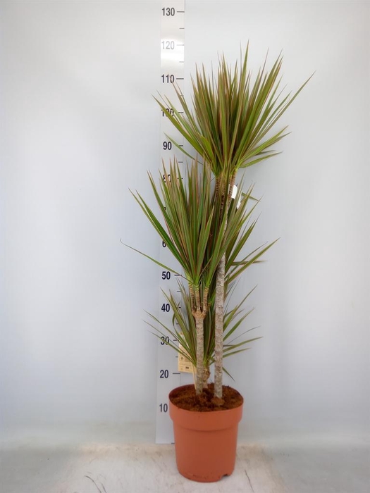 <h4>Dracaena marg. 'Bicolor'</h4>