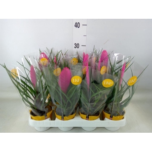 Tillandsia cyanea 'Vincent'