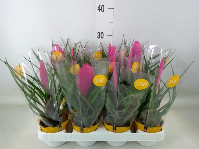 <h4>Tillandsia cyanea 'Vincent'</h4>