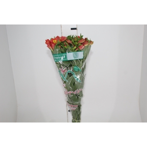 ALSTROEMERIA TROPICANA 080 CM