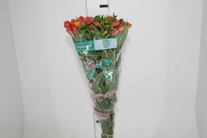 <h4>ALSTROEMERIA TROPICANA 080 CM</h4>