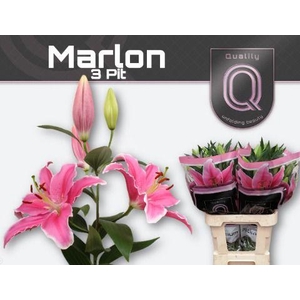 LI OR MARLON 3pit