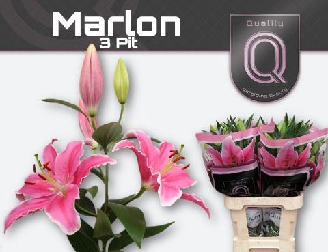 <h4>LI OR MARLON</h4>