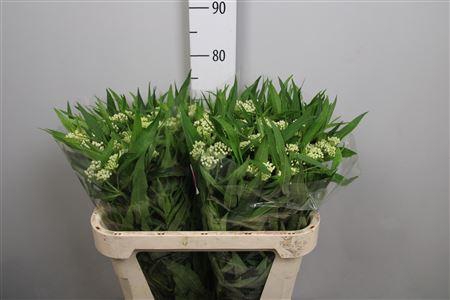 <h4>Ascl Inc Ice Ballet</h4>