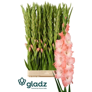 Glad Gr Karma Rosa