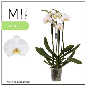 Mimesis Phal. Nottingham - 4 spike 12cm