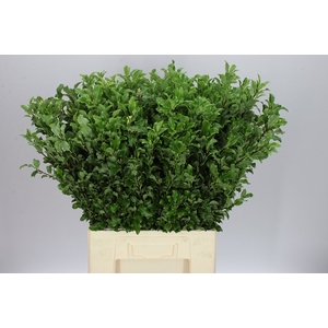 Pittosporum Fine Green Long