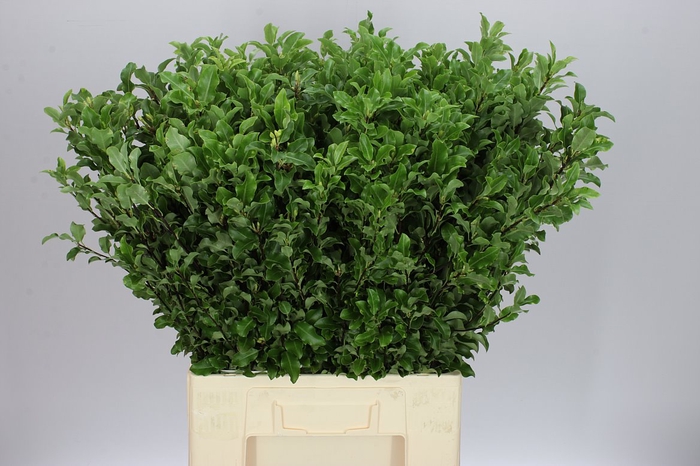 <h4>Pittosporum Fine Green Long</h4>