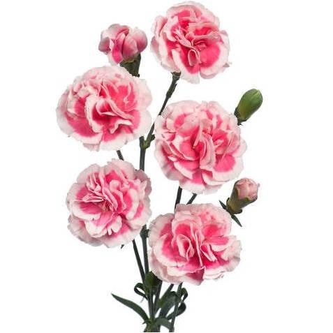 <h4>DI TR Cosmo Cherry</h4>