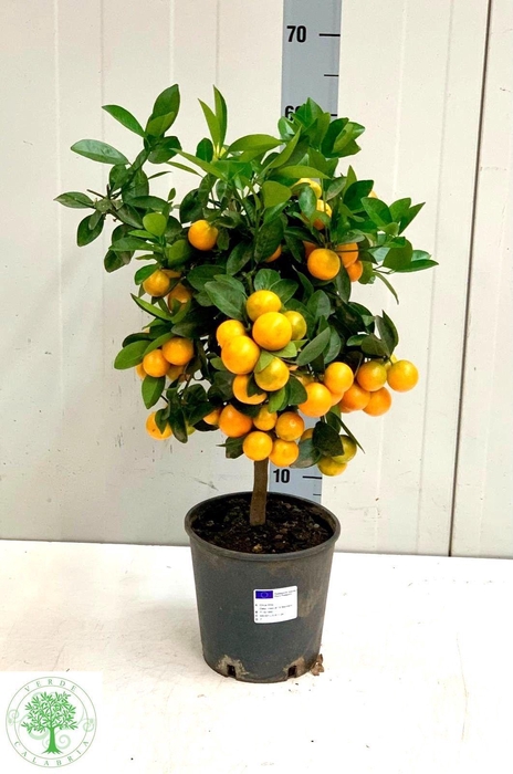 <h4>CITR MARGARITA</h4>