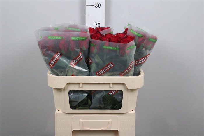 <h4>R Gr Madam Red</h4>