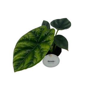 Alocasia Sinuata
