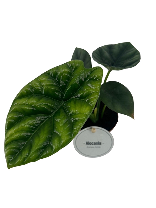 <h4>Alocasia Sinuata</h4>