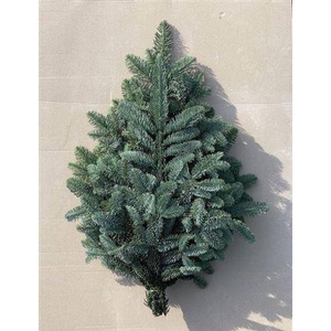 Abies Nordmann Bs