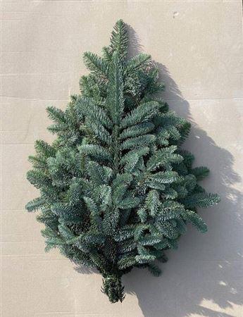 <h4>Abies Nordmann Bs</h4>